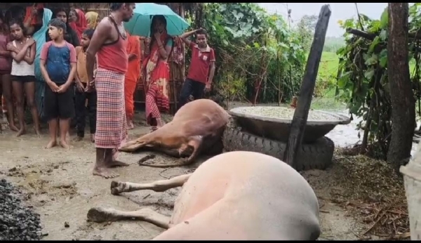 बेतिया में आकाशीय बिजली गिरने से दो गाय की हुई मौत