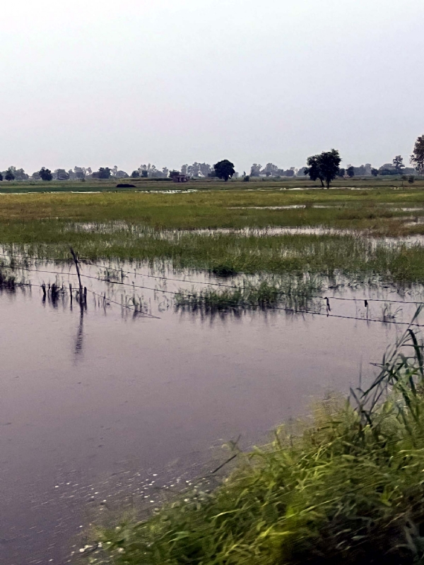 बालसमंद क्षेत्र में जलमग्न खेत।