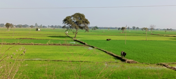 खेत में तैयार हो रही धान फसल।