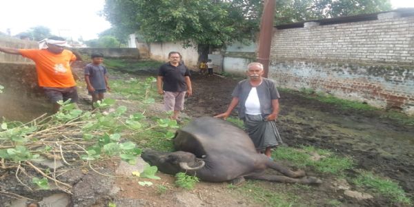 जागरूकता: दुधारू मुर्रा भैंस की हुई मौत, पशु मालिक ने दफन कराया शव