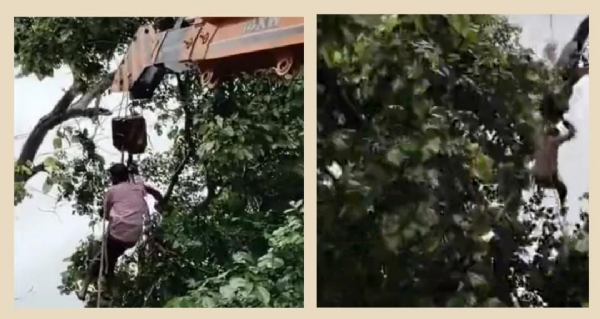 दंल हाईटेंशन लाइन पर काम कर रहे था बिजली कर्मी की क्रेन का बूम गिरने से हुई मौत की लाइव फुटेज।