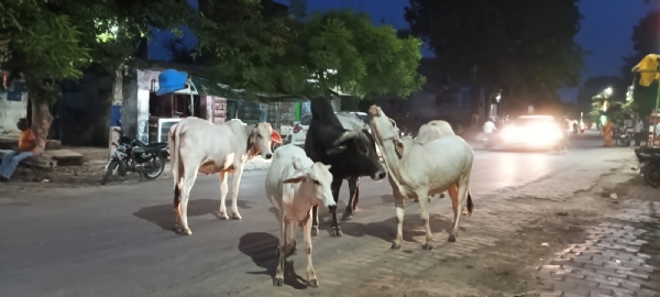 फोटो - आवारा पशु सड़को पर घूमते