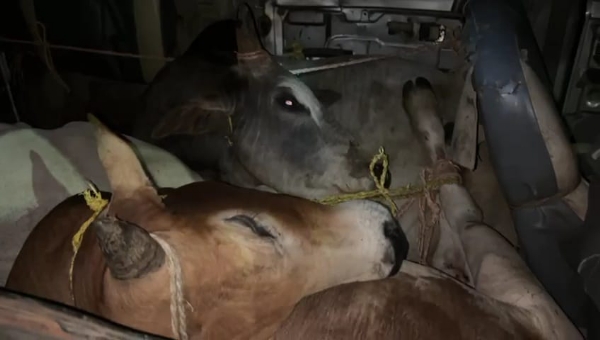 सीतापुर इलाके में मवेशी तस्करी
