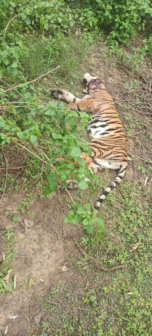 Seoni: A female tiger died in a fight