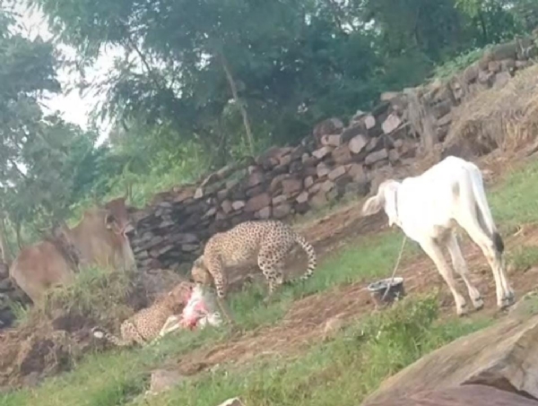 हसनपुर गांव में बछड़े का शिकार करते हुए चीता।