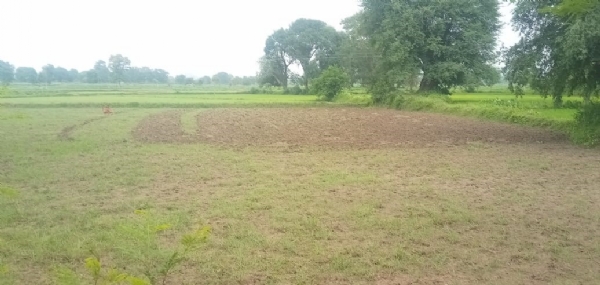 पानी के अभाव में सूख रही फसल।