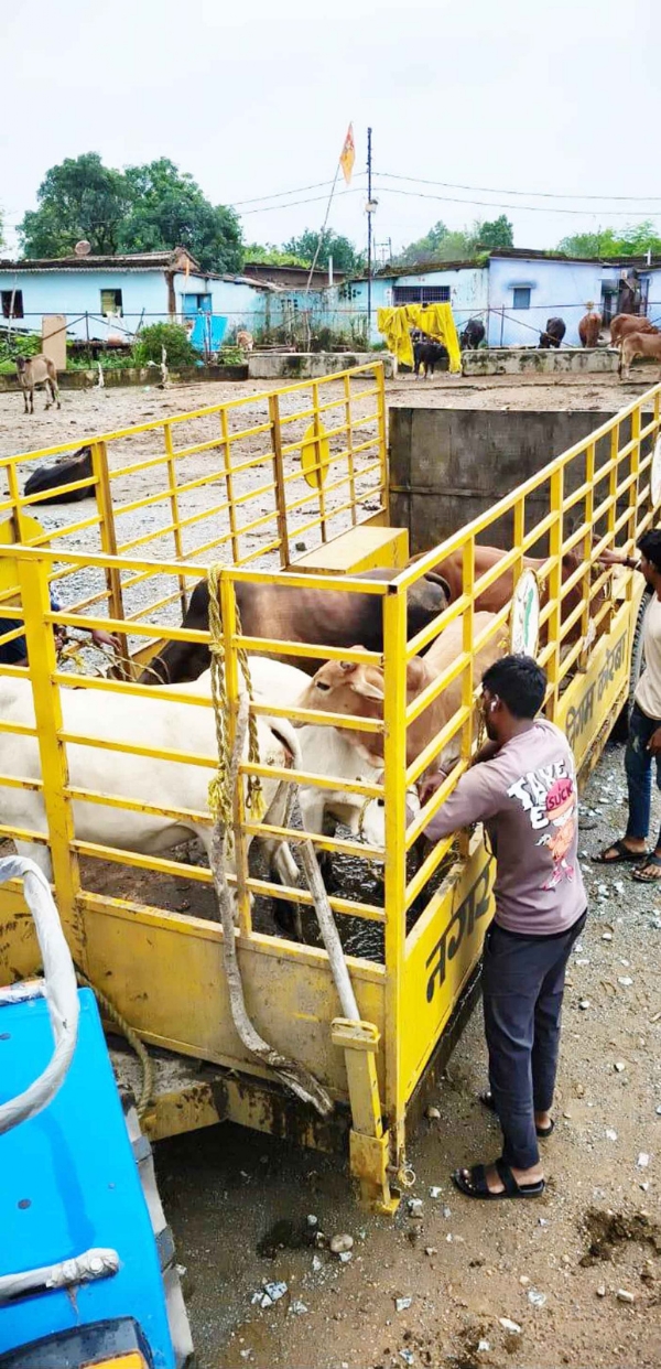 मवेशियों को सड़क से पकड़ते निगम के कर्मचारी
