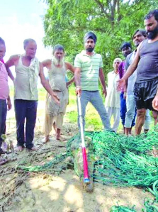 मगरमच्छ का रेस्क्यू करते हुए
