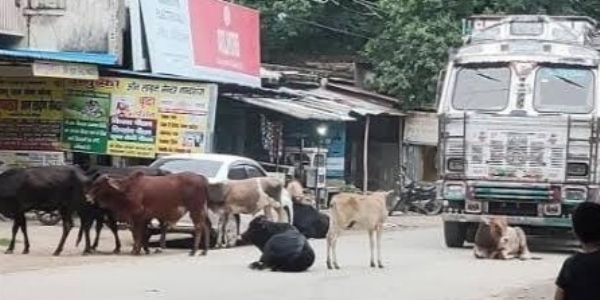 राजगढ़ के भावा बाजार में सड़क पर बैठे छुट्टा निराश्रित पशु।