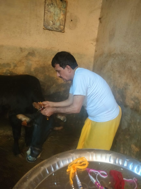 गौपालक  गाै माता काे  रक्षा सूत्र बाधते