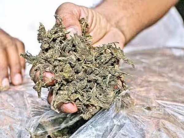नदिया जिले से गांजा के साथ युवक गिरफ्तार