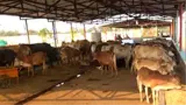 गौधाम योजना से पशुधन संरक्षण