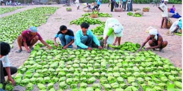 40 हजार तेंदूपत्ता संग्राहकों को हुआ 37 करोड़ का भुगतान