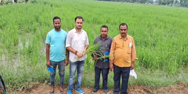पोटाश के छिड़काव से धान के दाने होगे चमकदार और पुष्ट : डा.आशीष राय