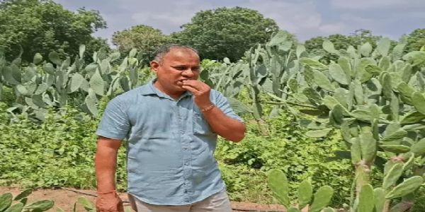 थार रेगिस्तान में कैक्टस की खेती कर सकती है मालामाल