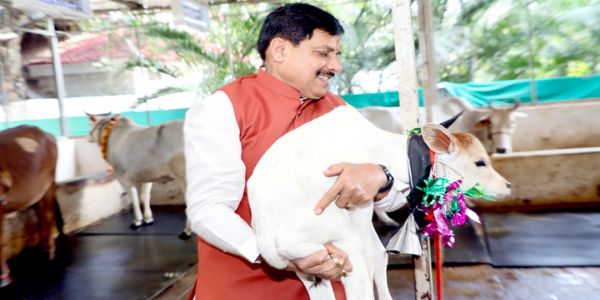 भोपालः मुख्यमंत्री निवास की गौशाला में हुआ बछिया का जन्म, सीएम मोहन यादव ने किया नामकरण