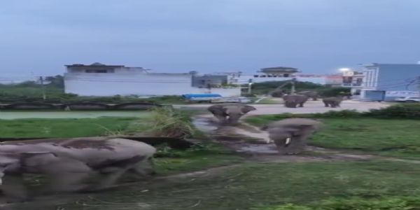 राधिका एन्क्लेव कालोनी में आया हाथियों का झुंड