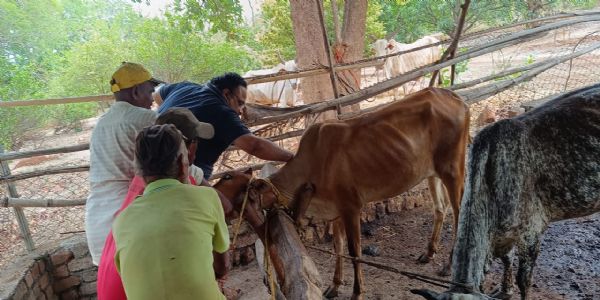 ठाणे में पशुओं में खुरपका/ मुंहपका रोग रोकने टीकाकरण