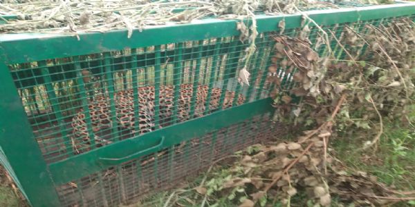 महिला और बच्चे को शिकार बनाने वाला आदमखोर गुलदार पिंजरे में कैद