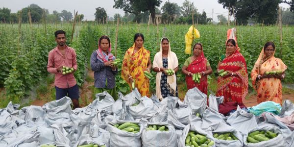 बलरामपुर जिले के किसान खीरे की खेती से काम रहे लाखों रूपये