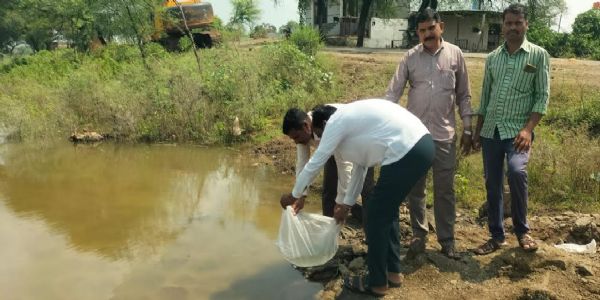 मंदसौर : मलेरिया रोकथाम के लिए छोड़ी जा रही गम्बूसिया मछली