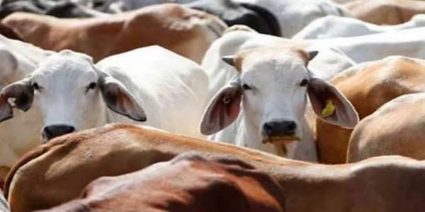 चपरगढ गांव के जंगल मे मिला गोवंश का अवशेष, ग्रामीण मे रोष
