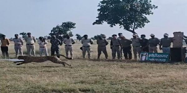 गांधीसागर में बढ़ेगा चीतो का कुनबा, कुनो नेशनल पार्क से गांधीसागर आई मादा चीता धीरा, प्रभास और पावक के साथ रहेगी
