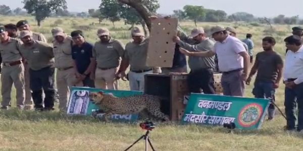 मप्रः गांधी सागर अभयारण्य में मादा चीता धीरा को सफलतापूर्वक छोड़ा