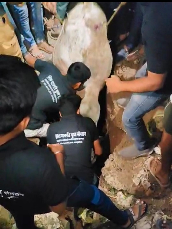 गाय काे गढे से निकलते शिव मारुति युवा संगठन के लाेग
