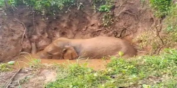 अंबिकापुर : गहरे गड्ढे में गिरकर फंसा लाेनर हाथी, वन विभाग ने किया रेस्क्यू