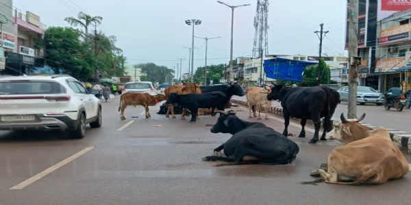 धमतरी शहर-अंचल में सड़क में बैठे हुए मवेशी, लोग हो रहे परेशान