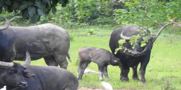 राजकीय पशु के लिए बारनावापारा अभ्‍यारण्य बना अनुकूल, वन भैसों की संख्या में हुई वृद्धि