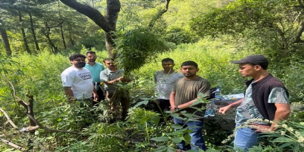 एएनटीएफ ने शटूना नाला और चौहार वैली में 1 लाख से अधिक भांग के पौधे नष्ट किए, दो मामले दर्ज