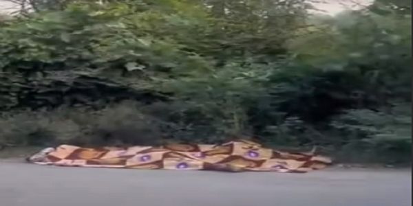 मैहर: तेज रफ्तार ट्रक ने श्रद्धालु को रौंदा, चार गौवंश की भी मौत