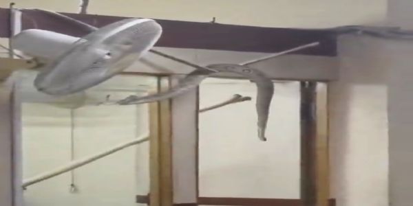 जालौन के इंडियन बैंक में अजगर निकलने से मची अफरा-तफरी