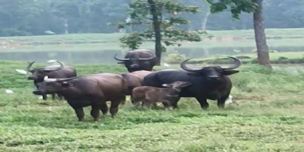 राजकीय पशु के लिए बारनावापारा अभ्यारण्य बना अनुकूल वन भैसों की संख्या में हुई वृद्धि