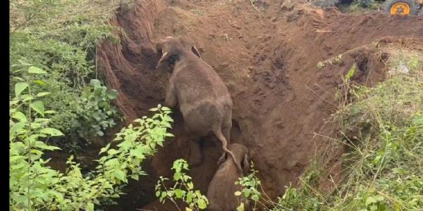 कुएं में फंसे हाथियों को वन विभाग ने रेस्क्यू ऑपरेशन चला कर बचाया