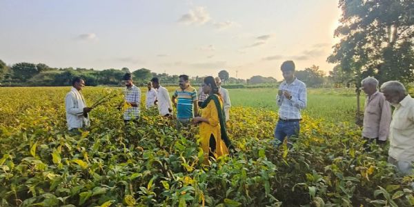 मंदसौः एसडीएम ने सोयाबीन फसल नुकसानी के लिए चल रहे सर्वे कार्य को देखा