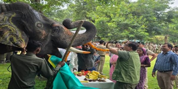 मध्य प्रदेश में राष्ट्रीय उद्यानों में हाथी महोत्सव की धूम, हाथियों का श्रृंगार कर दिया जा मनपसंद खाना