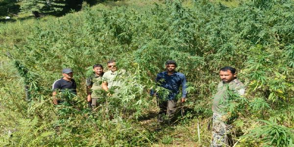 कुल्लू की मणिकर्ण घाटी में अवैध भांग की खेती का भंडाफोड़, एक लाख से अधिक पौधे नष्ट