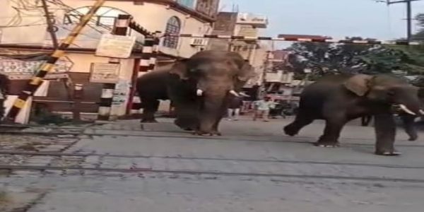 शहरी क्षेत्र में घुस रहे जंगली हाथियों से  दहशत में हैं कालोनीवासी