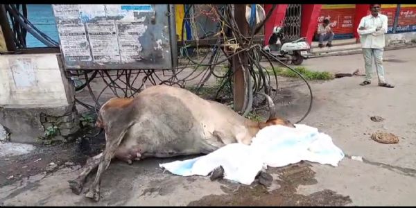 जबलपुरः प्रसव के दौरान ट्रांसफार्मर के संपर्क में आने से गाय की मौत