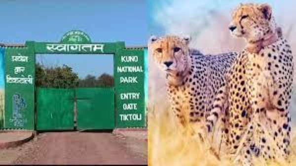 कूनो में होगा कूनो फॉरेस्ट रिट्रीट एवं फेस्टिवल के जरिए बढ़ेगा पर्यटन