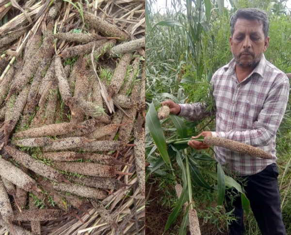 गुरुग्राम के सोहना क्षेत्र में खेत में बर्बाद बाजरे की फसल दिखाता किसान व खेत में बर्बाद हुई बाजरे की फसल।