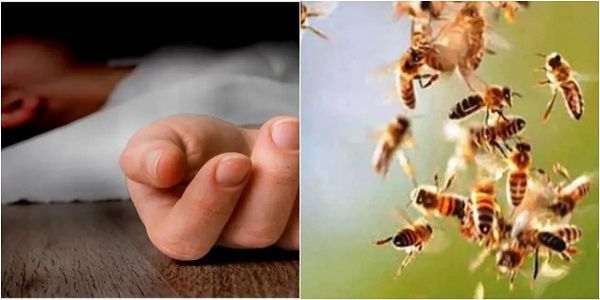 आगर मालवा : मधुमक्खी के काटने से एक ही परिवार के दस लोग घायल