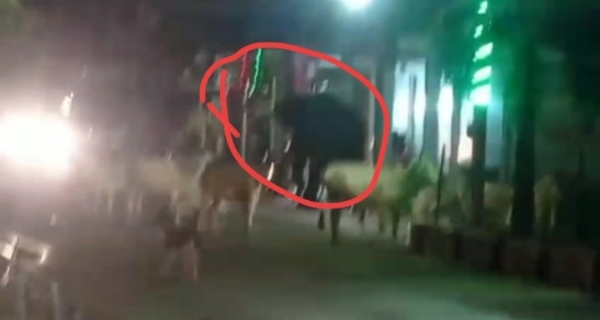जैतहरी नगर में घुसा हाथी