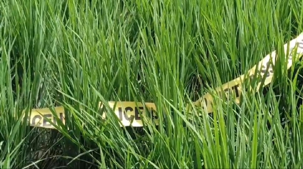 धान के खेत को किया गया शील