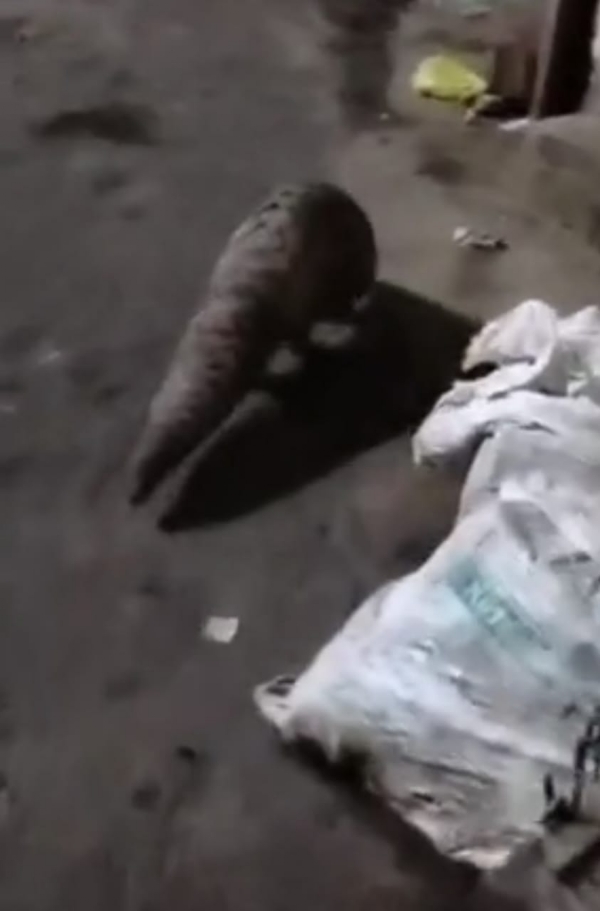 जीव,वन विभाग ने किया रेस्क्यू