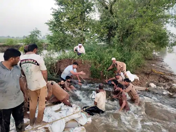 फतेहाबाद। जांडवाला में हिसार घग्गर ड्रेन में आई दरार को भरने में जुटे ग्रामीण।
