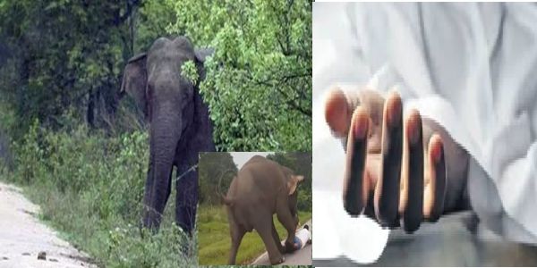 नीलगिरी में जंगली हाथी के हमले में चाय बागान मजदूर की मौत!